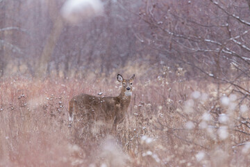 white-tailed deer doe in winter