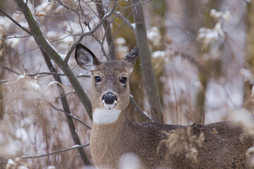 white-tailed deer doe in winter