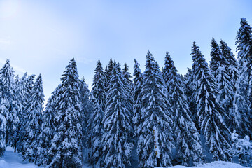 alberi foresta neve nevicata alaska bosco neveicata pini abeti neve freddo inverno 