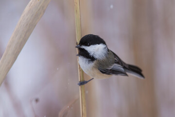 black-capped chickadee (Poecile atricapillus) in winter