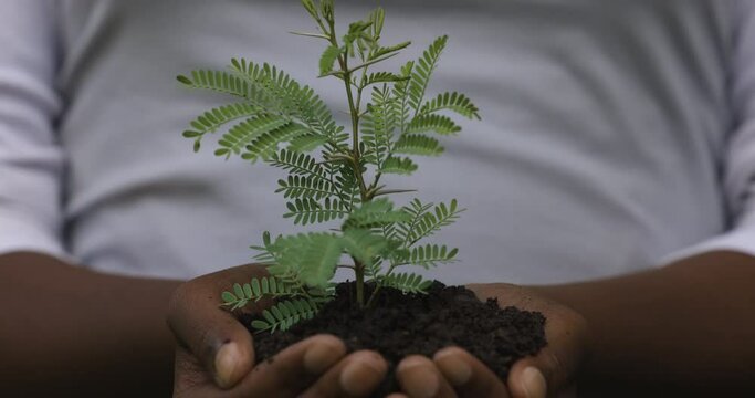 Cropped view,woman hands holding a young tree plant in hands,growth concept,ecology,environment,sapling,climate change,deforestation,new life
