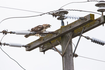 Urban red-tailed hawk (Buteo jamaicensis) feeding on the electric pole