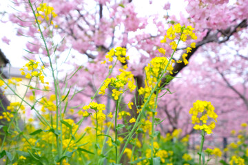 Obraz premium 菜の花と河津桜