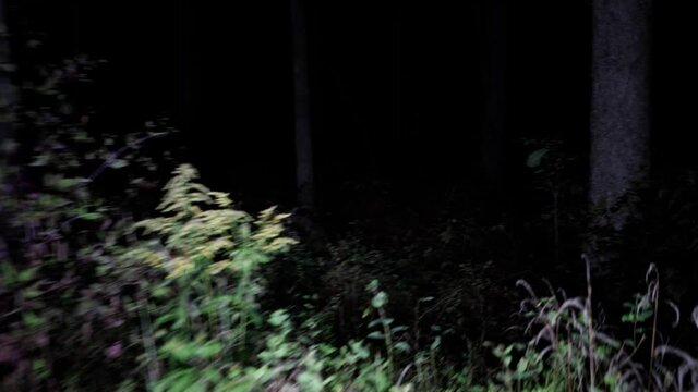 Walking through scary woods at night. Wandering thorough deep forest at night. Scared and lost  running away from monsters and death, lost and alone in the dark. 