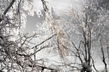 Beautiful winter background with tree branches in the ice.