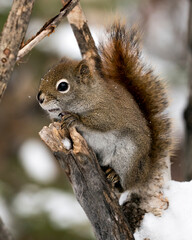 Squirrel Stock Photos. Close-up profile view in the forest standing on a branch with a blur background displaying its brown fur, paws, bushy tail, in its habitat and environment. Image. Picture. 