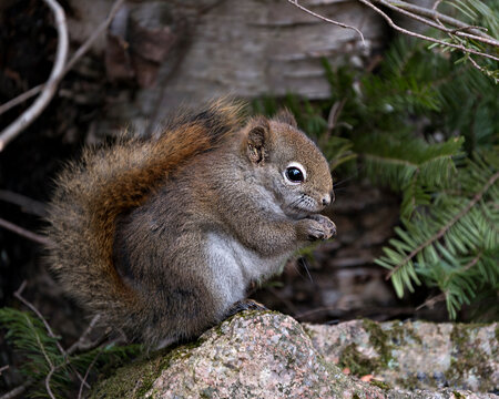 Squirrel Stock Photos.  Close-up profile view in the forest sitting on a moss rock with blur background displaying its brown fur,  bushy tail, in its habitat and environment. Image. Picture. Portrait.