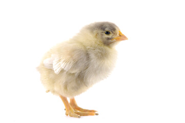   Cute baby chick on white background