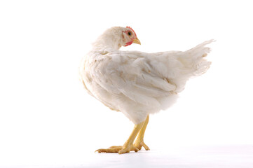 hen, isolated on white background