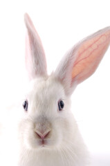 White Rabbit Close up 