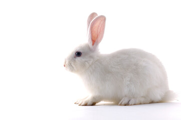 White Rabbit on white background