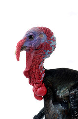 Close up turkey