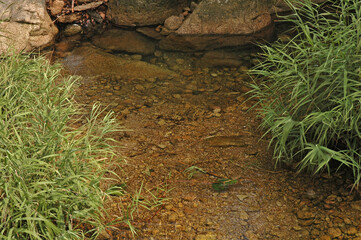 The trees in the mountain and river landscape