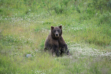 Obraz na płótnie Canvas Alaskan Brown Bear