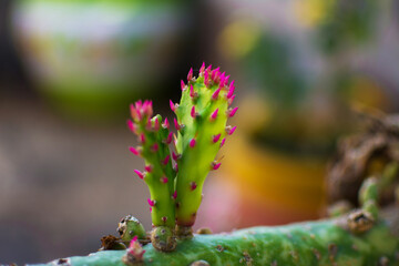 Cactus flower