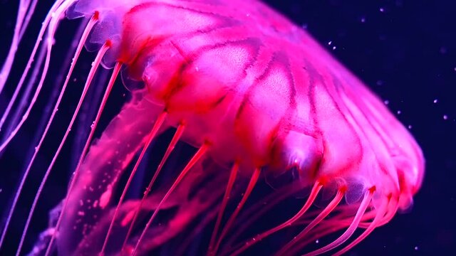 アカクラゲ