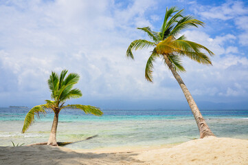 palm trees facing the ocean on a Caribbean island