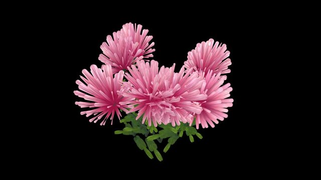 Colorful pink clover flowers growing. Digital painting .  Time lapse effect. 3d animation rendering