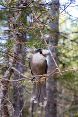 Canada jay  (Perisoreus canadensis) perched on a tree in Quebec