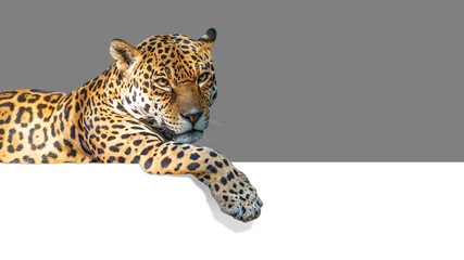 Jaguar Haanging Over Web Banner