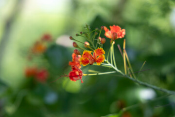Peacock flower, close up, soft focus © Pratchayaporn