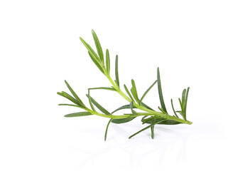 Rosemary isolated on white background