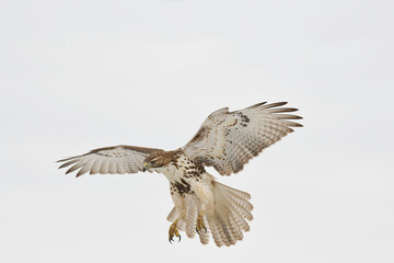 Red-tailed Hawk juvenile in landing mode with a white background