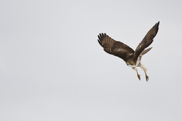 Red-tailed Hawk juvenile in landing mode