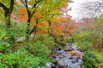 霧雨降る熱海梅園の紅葉　静岡県熱海市　もみじまつり