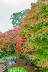 霧雨降る熱海梅園の紅葉　静岡県熱海市　もみじまつり