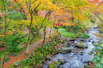 霧雨降る熱海梅園の紅葉　静岡県熱海市　もみじまつり