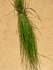 sweet grass, a bundle of herbs