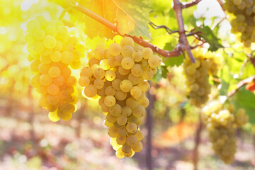 Grapes In The Sunlight, Just Before Harvest.