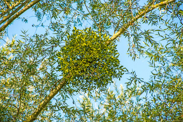mistletoe in a tree in Germany