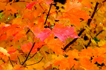 Maple Leaves