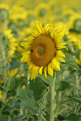 Obraz premium Sunflowers Helianthus Annuus