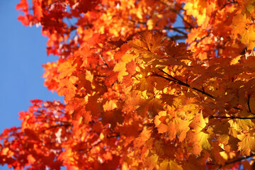 Indian Summer In Bavaria