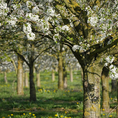 Blooming Morello Cherry Trees