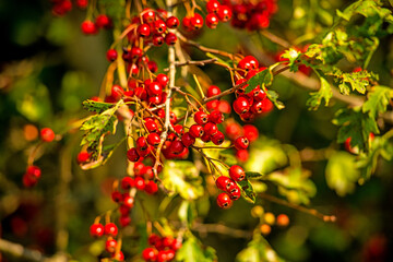 Hawthorn fruits, ripe on a tree