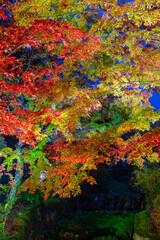 熱海梅園のライトアップされた紅葉　静岡県熱海市　もみじまつり