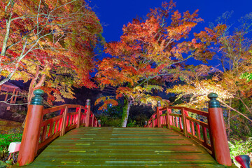 熱海梅園のライトアップされた紅葉　静岡県熱海市　もみじまつり