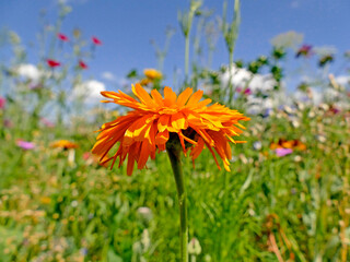 marigold in a meadow with a lot of colorful flowers