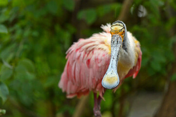 Roseate Spoonbill Platalea Ajaja With Its Typical Spoon-shaped Beak