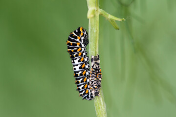 Freshly Molted Larva Of An Old World Swallowtail Papilio Machaon