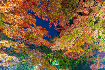 熱海梅園のライトアップされた紅葉　静岡県熱海市　もみじまつり