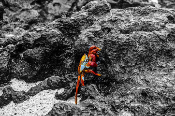 Galapagos Crab on wet dark grey rock	
