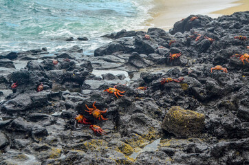 Multiple Crabs crawling on rock beach on Galapagos Island 