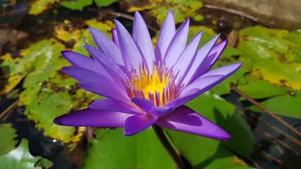 Cambodia. Water Lily flower. Siem Reap city. Siem Reap province. 