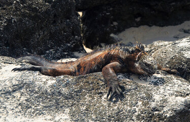 Galapagos Marine Iguana on Santa Cruz Galapagos, basking on a dark grey jagged rock.