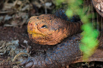 Naklejka na ściany i meble Close up of Giant Tortoise on Galapagos Island